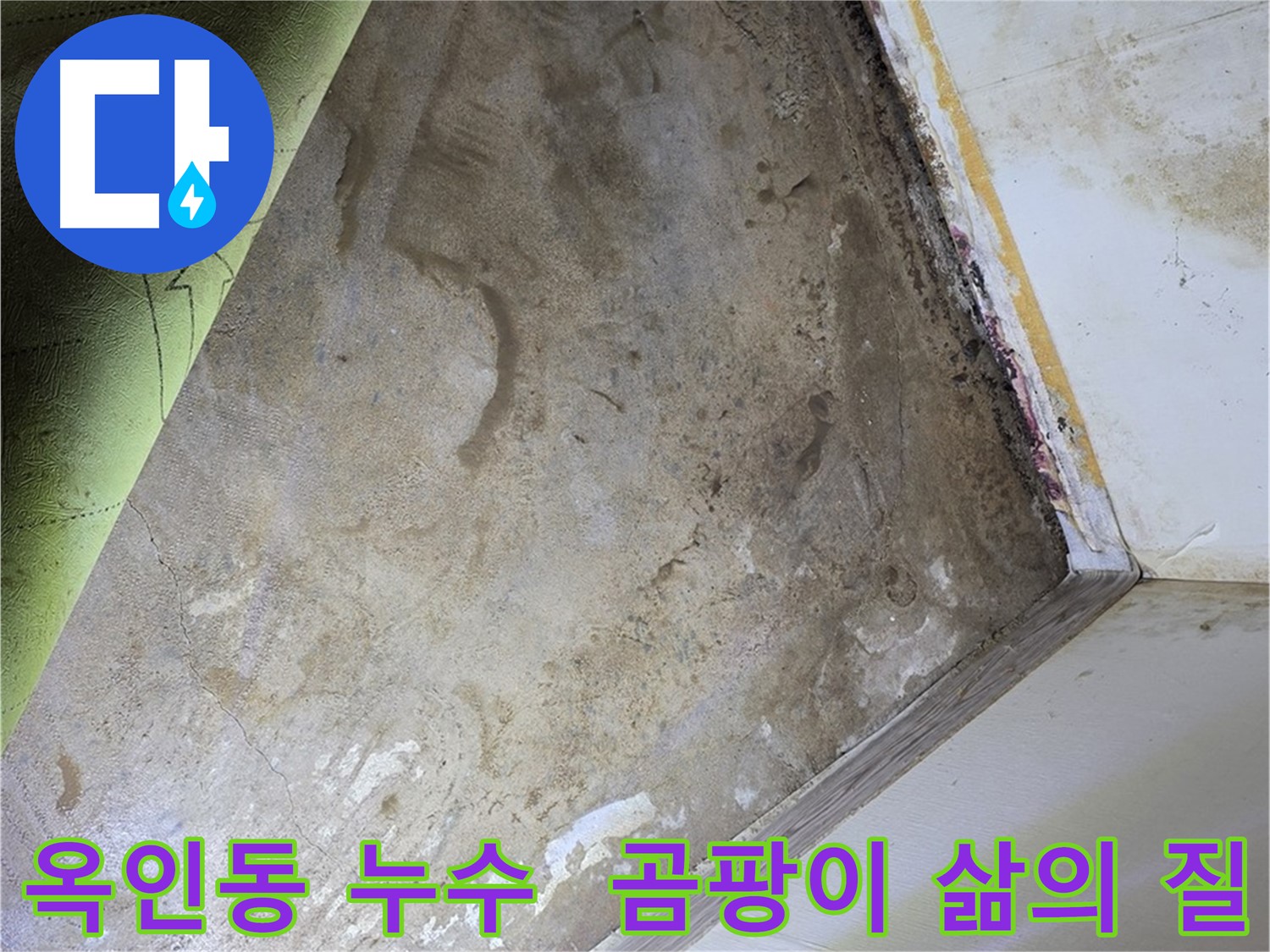 장판 밑 곰팡이 - 옥인동 완벽한 곰팡이 제거로 삶의 질 향상