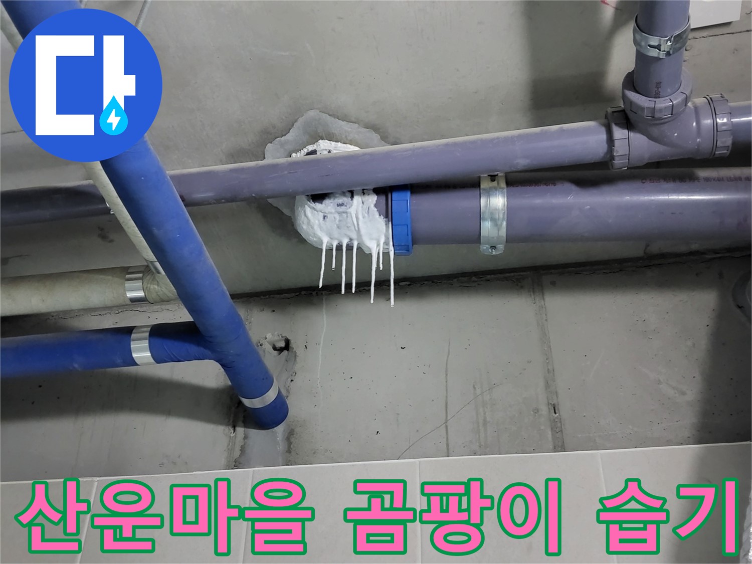분당 산운마을 하수 누수 - 곰팡이 얼룩과 습기