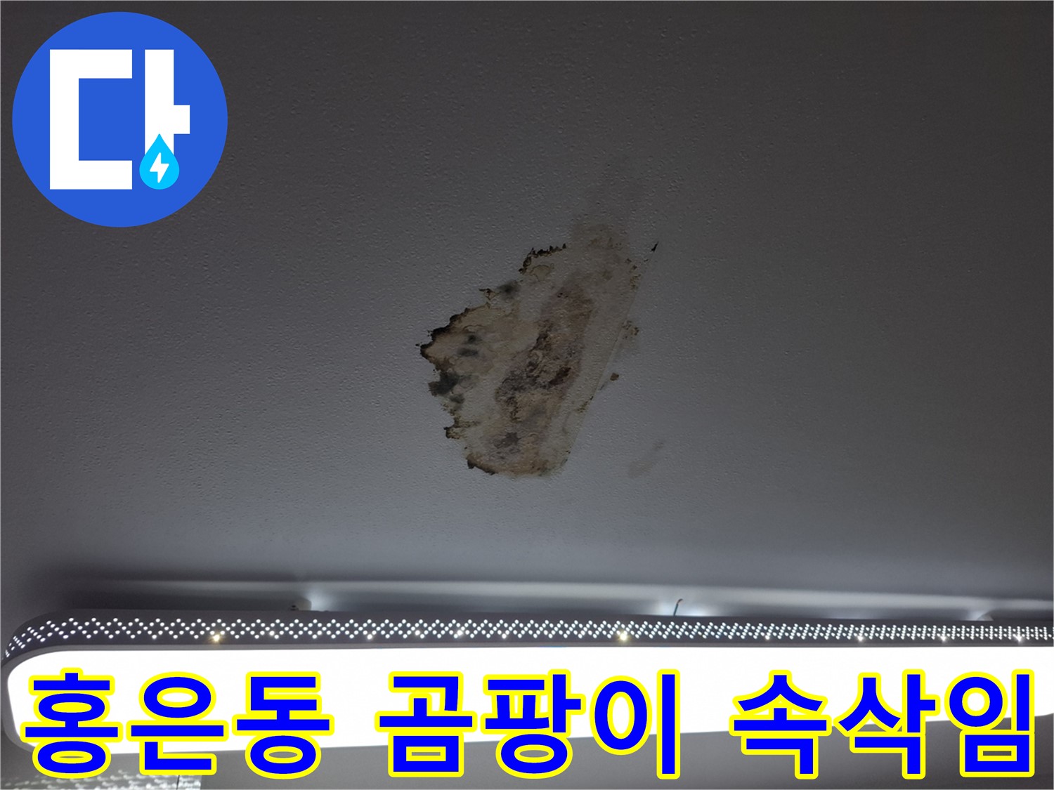 곰팡이 핀 천장 - 괴로운 속삭임을 들어주세요