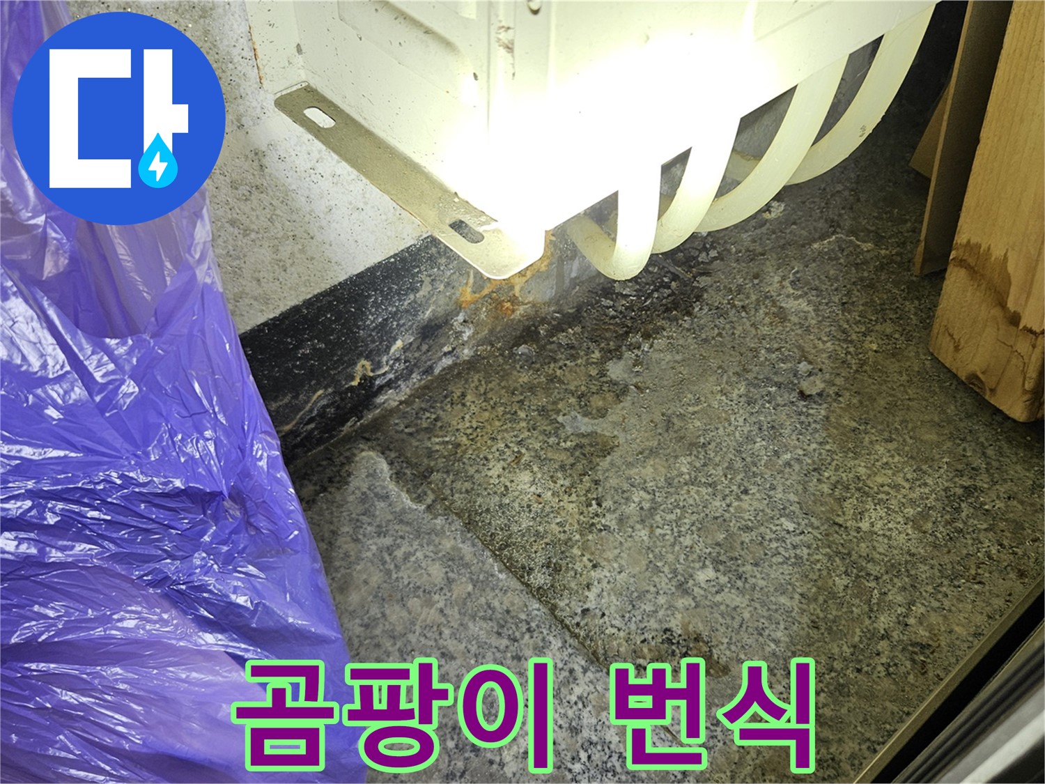누수로 인한 곰팡이 번식 - 건강 위협 및 건물 손상