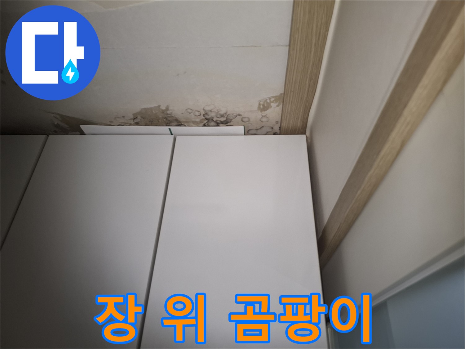 장 위 천장에 핀 곰팡이 - 건강을 위협할 수 있습니다.