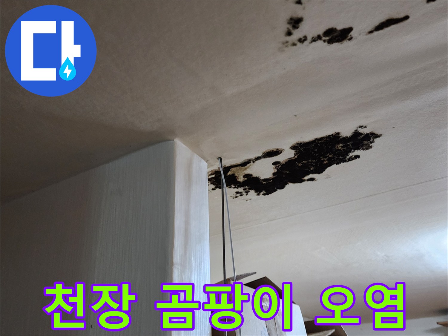 넓게 퍼진 검은색 곰팡이와 습기 얼룩 현장 사진