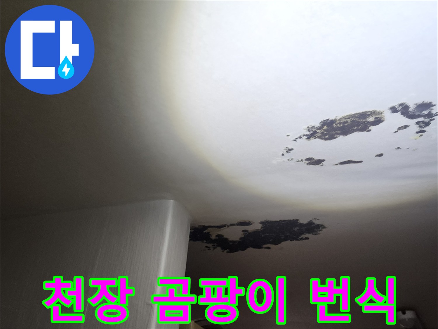 천장 내부 누수-곰팡이가 넓게 퍼진 천장 모습
