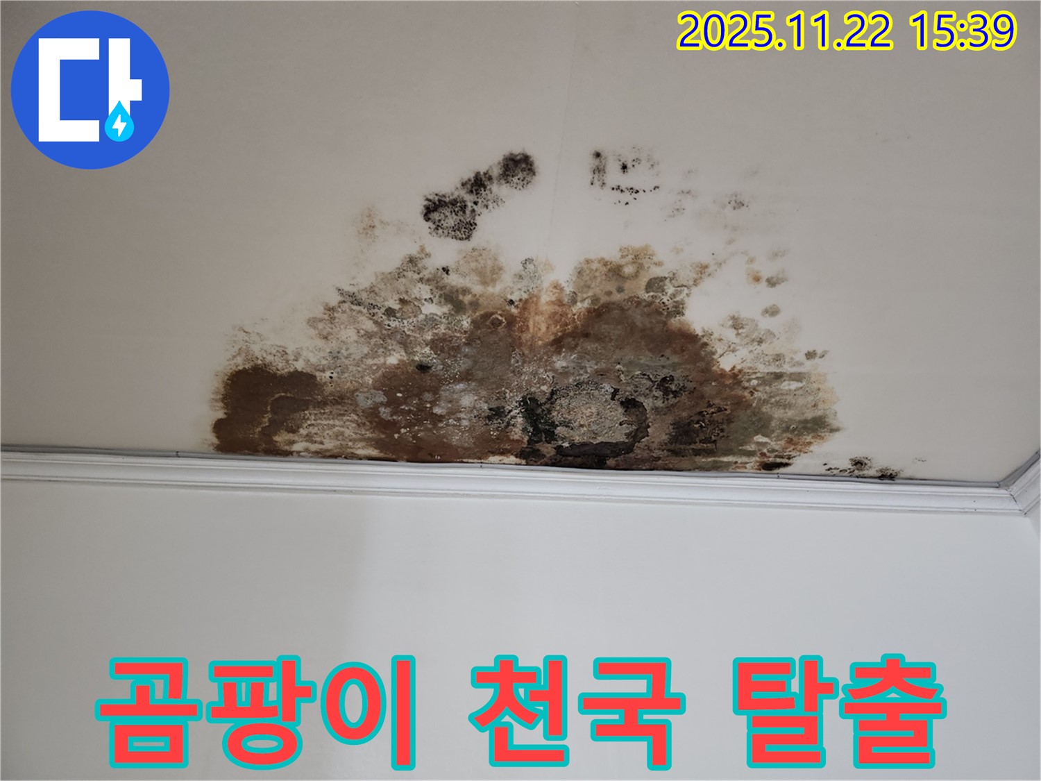 마포구 용강동 새창로8길 누수 - 곰팡이 천국 탈출, 현대홈타운 쾌적한 집