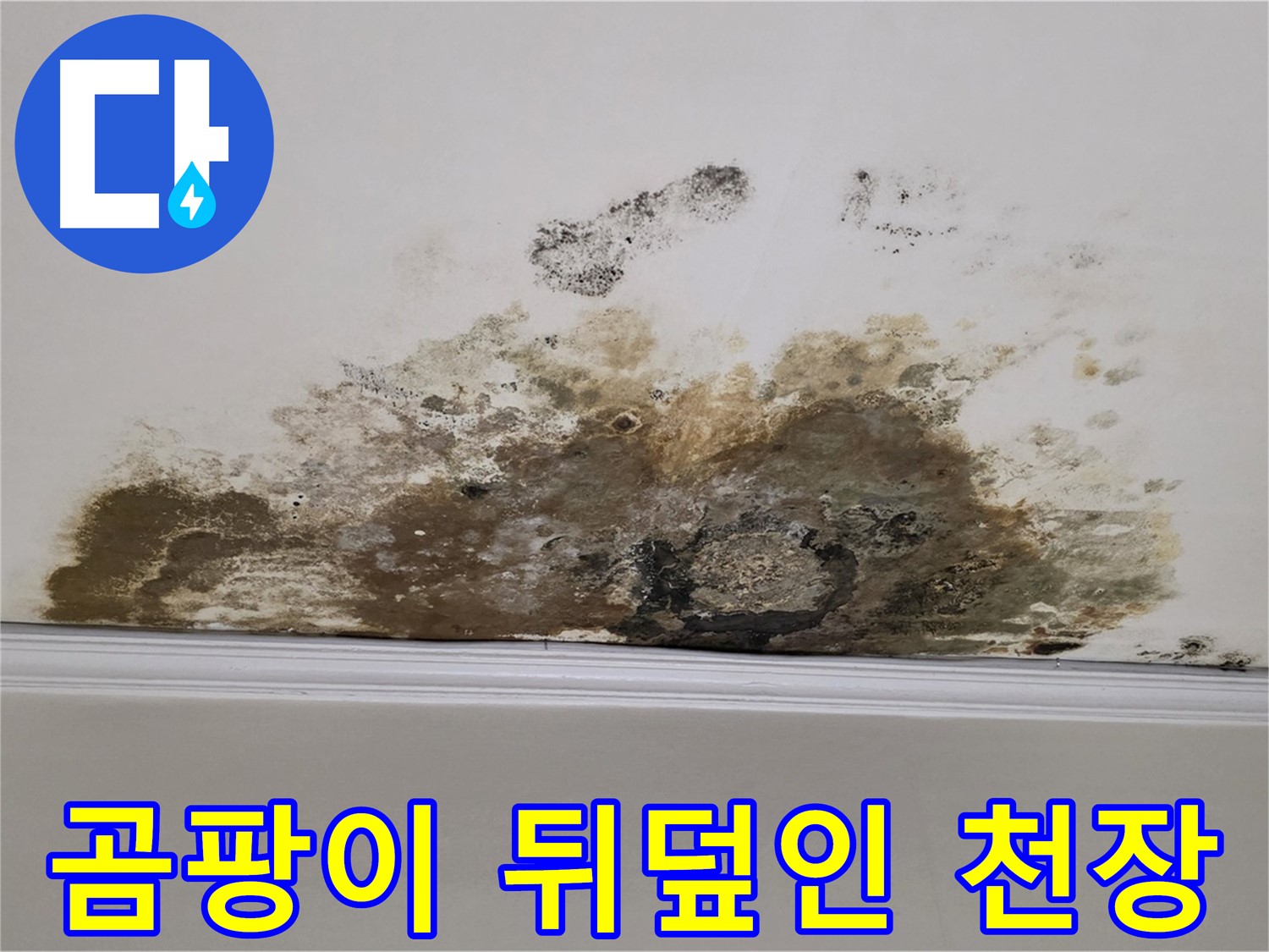 마포구 용강동 현대홈타운 아파트 - 곰팡이로 뒤덮인 천장 긴급 복구 현장