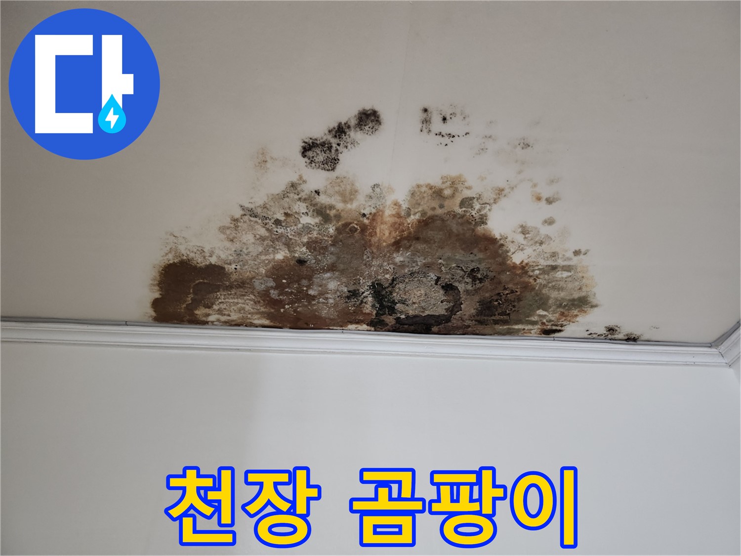 마포구 용강동 현대홈타운 천장 누수 - 곰팡이 발생
