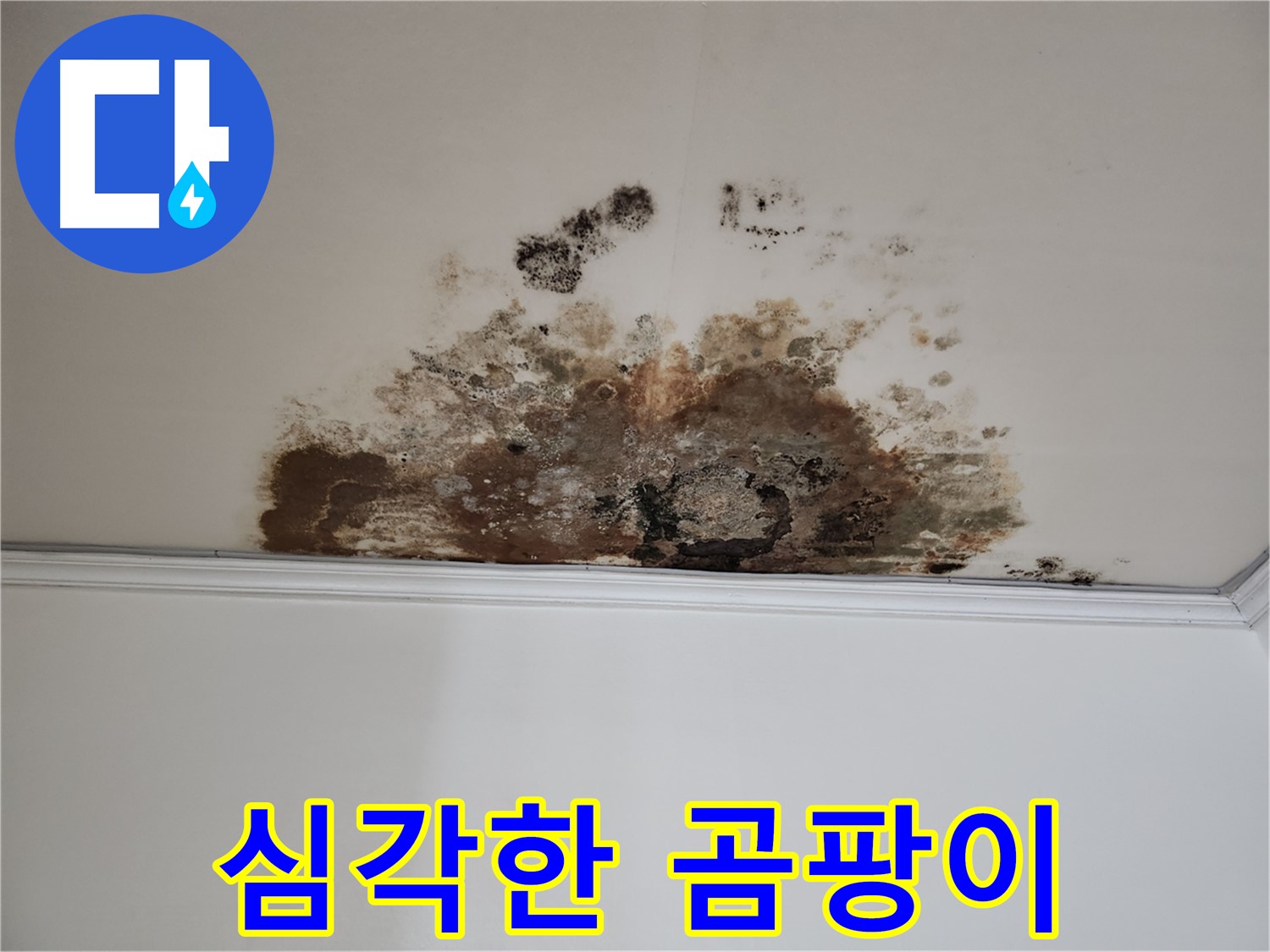 용강동 누수 - 곰팡이 심각한 오염