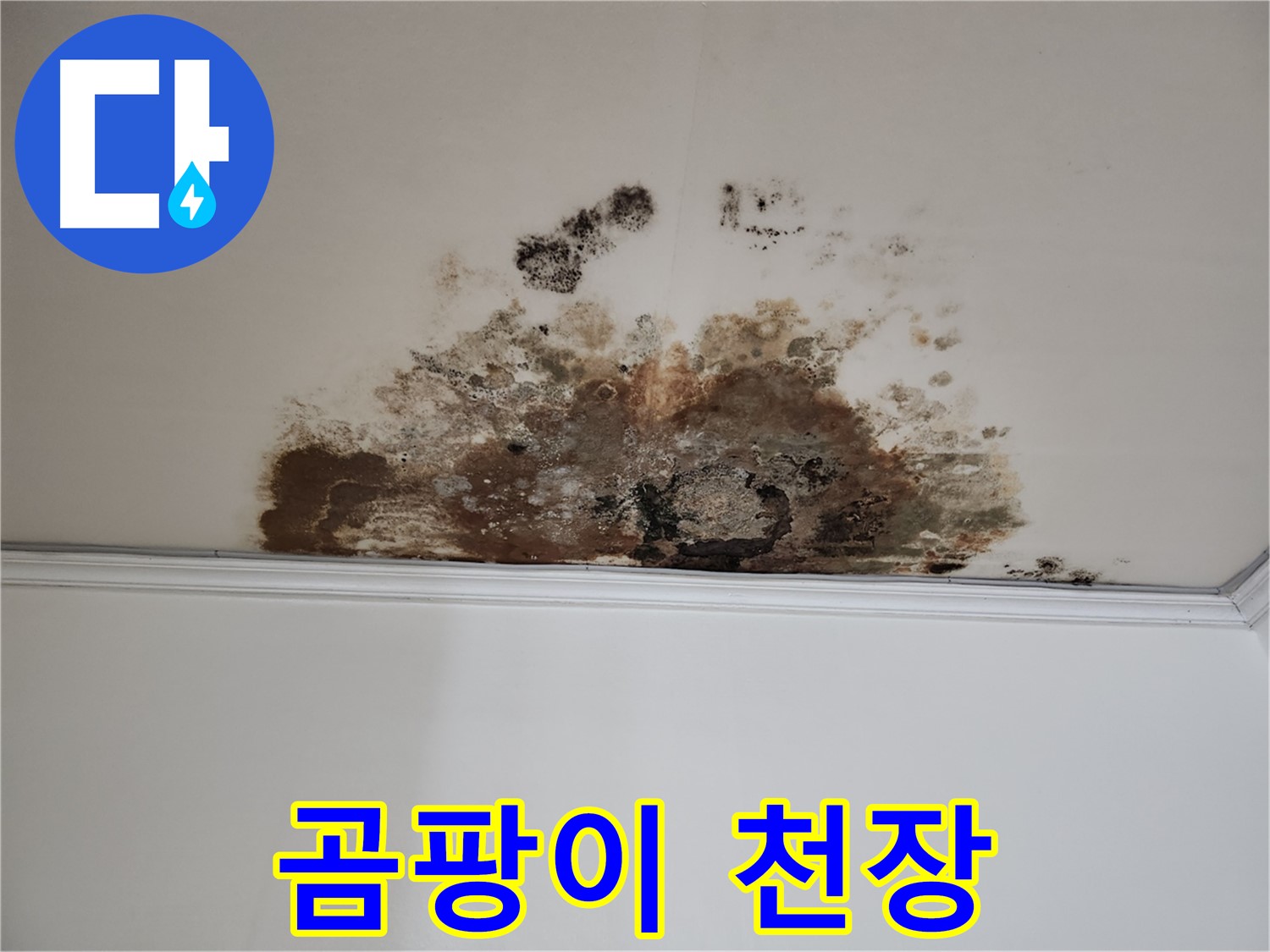 용강동 누수 - 곰팡이로 뒤덮인 천장