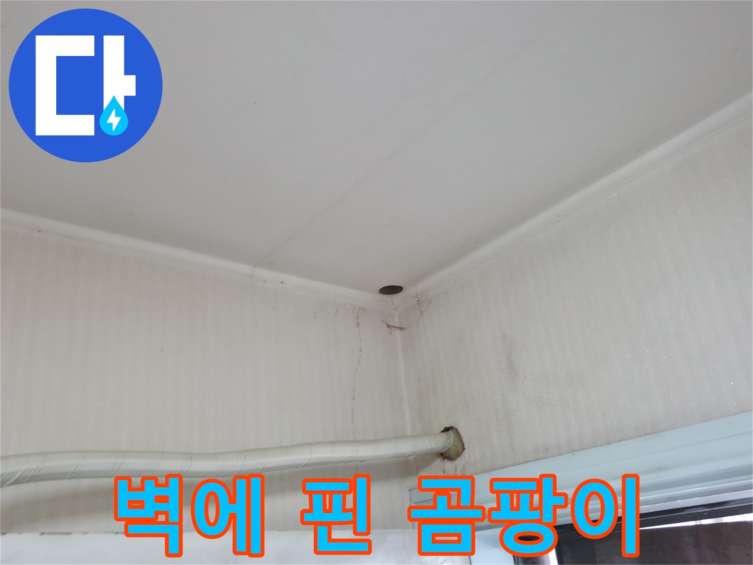 서초2동 벽 곰팡이 - 건강 위협!