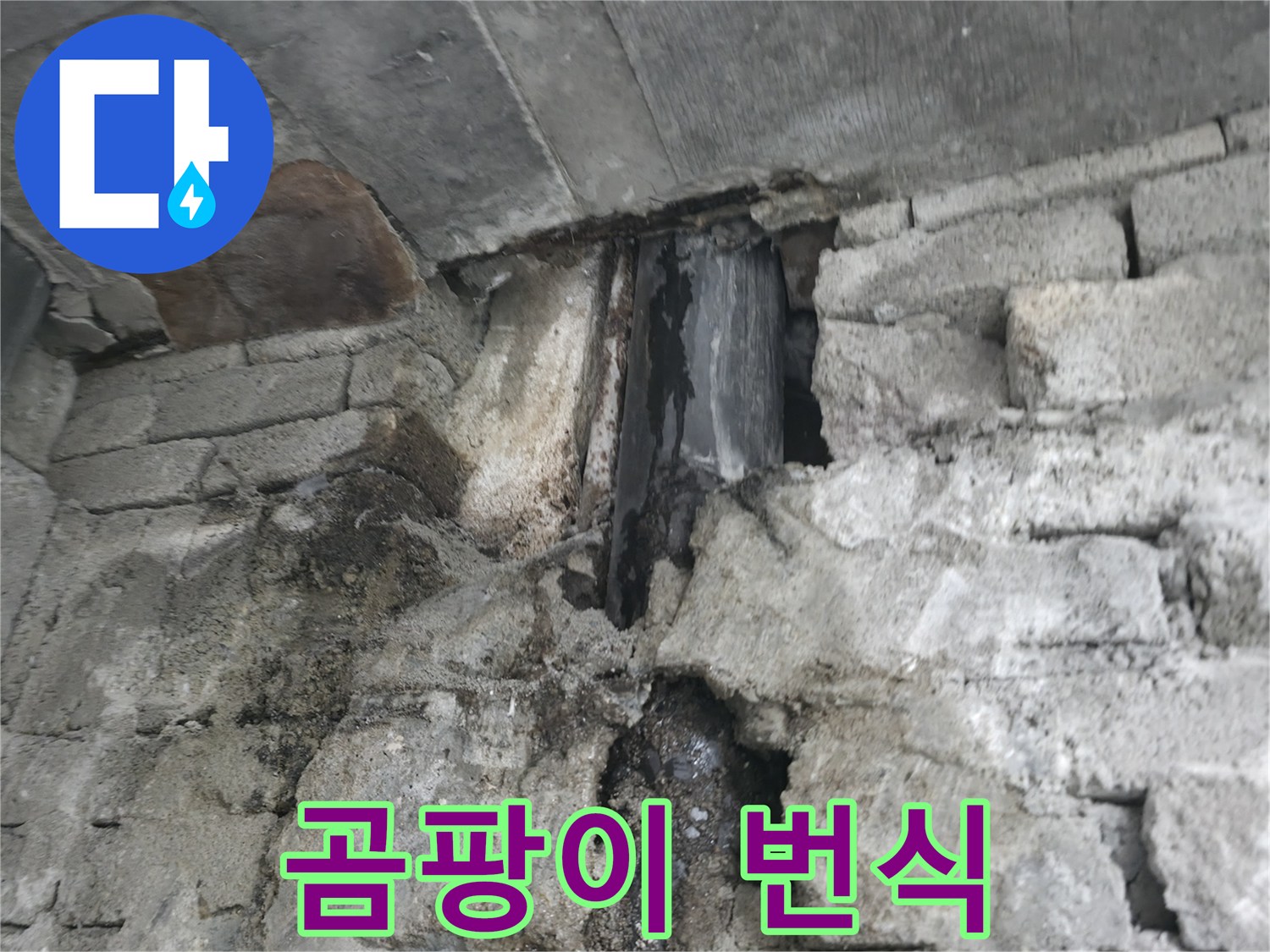 외벽 누수 곰팡이 번식 - 외벽 누수로 인해 곰팡이가 번식하고 알레르기 질환을 악화시킬 수 있습니다.