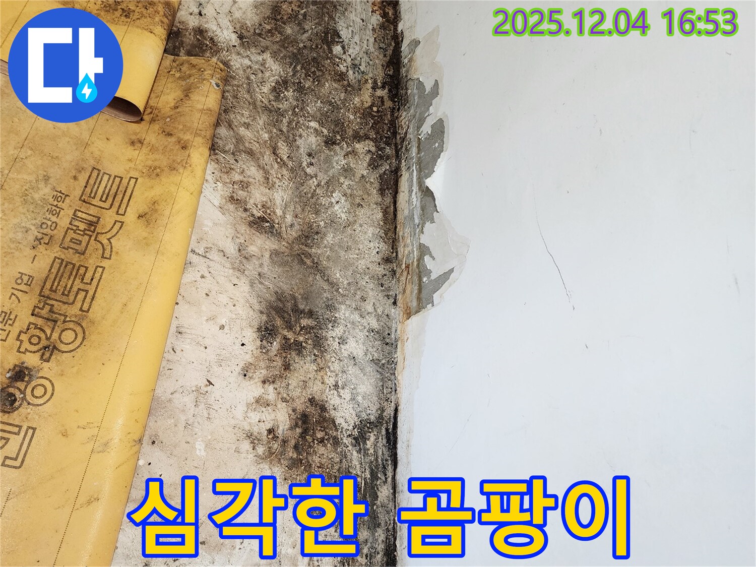 심각한 곰팡이와 젖은 벽 문제 - 친절한 상담과 합리적인 견적 제공