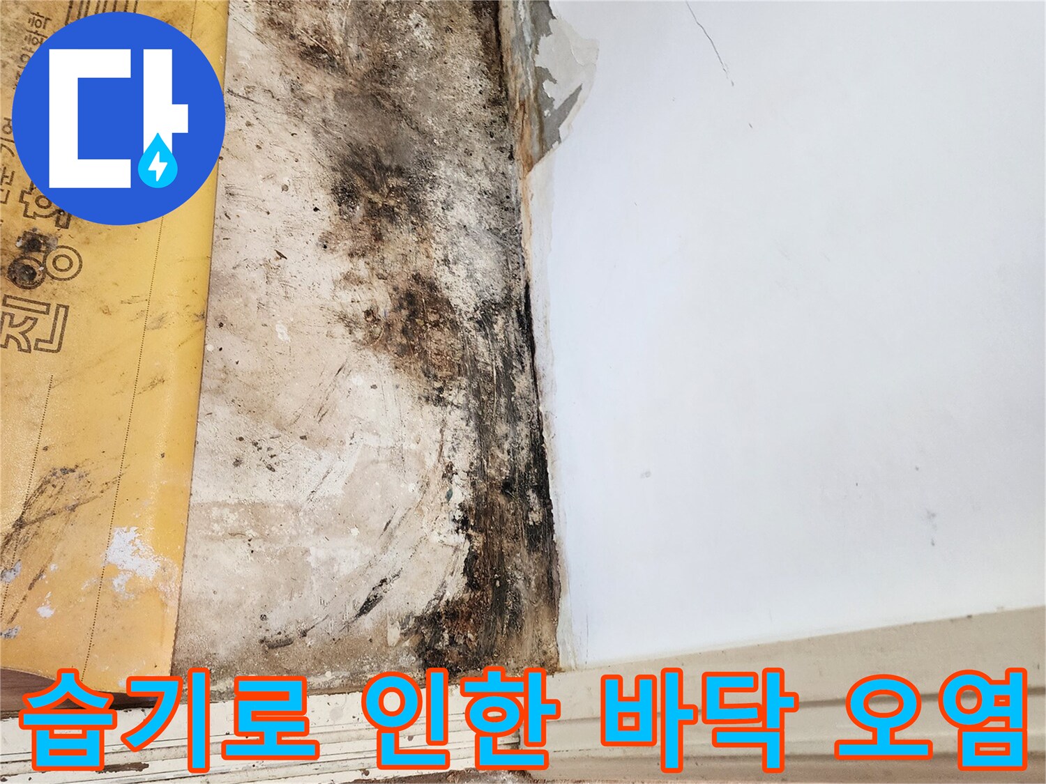 일동면 현장 사진-벽체 하단부의 검은 곰팡이와 젖은 바닥 상태