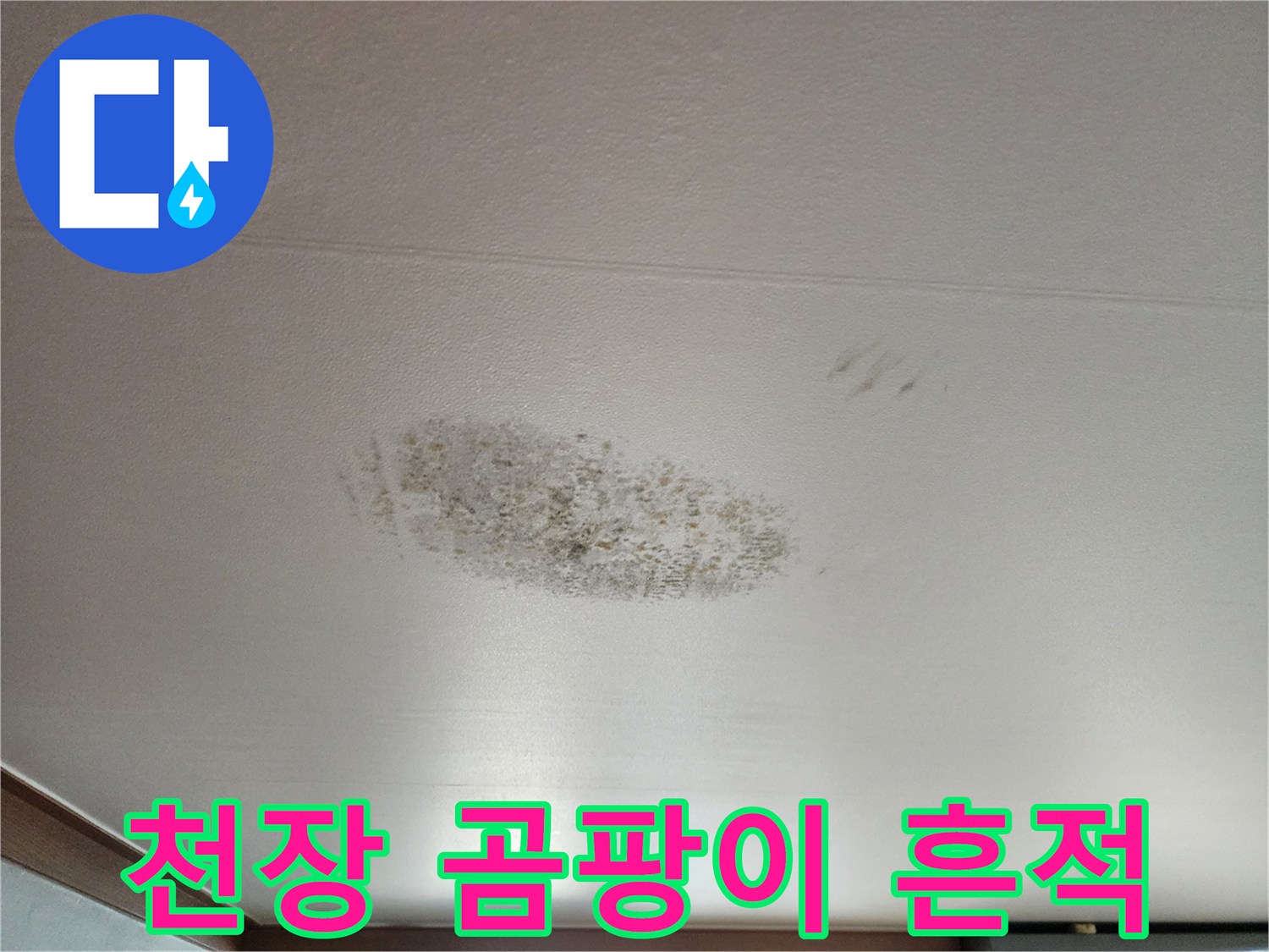 영북면 누수 현장 - 천장 마감재에 나타난 광범위한 곰팡이 오염
