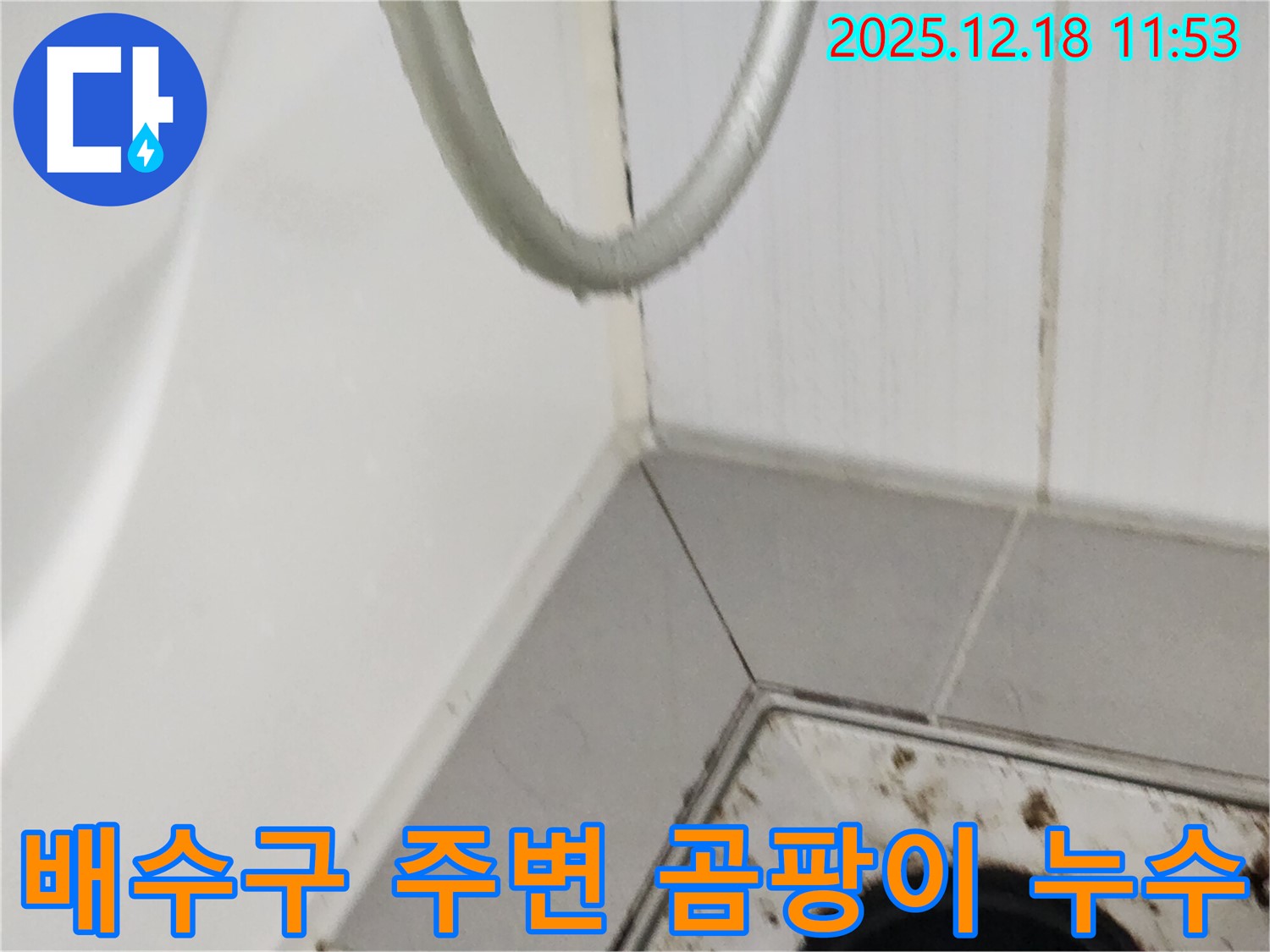 영북면 가채리 욕실 배수구 주변 곰팡이 - 누수 가능성을 의심하고 꼼꼼하게 점검하여 누수 여부를 확인하는 과정입니다.
