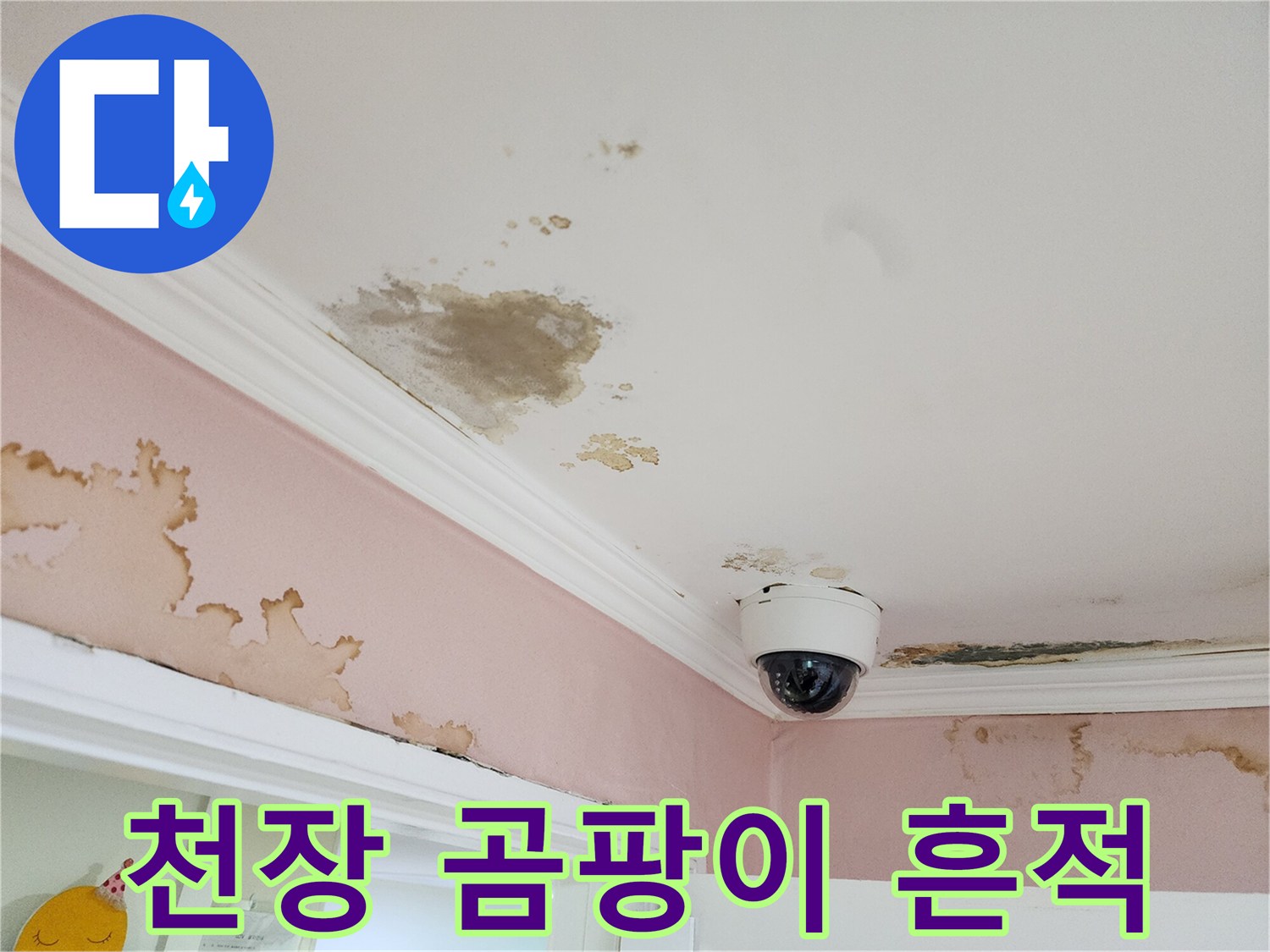 천장 몰딩 주변의 누수 얼룩과 곰팡이 발생 부위
