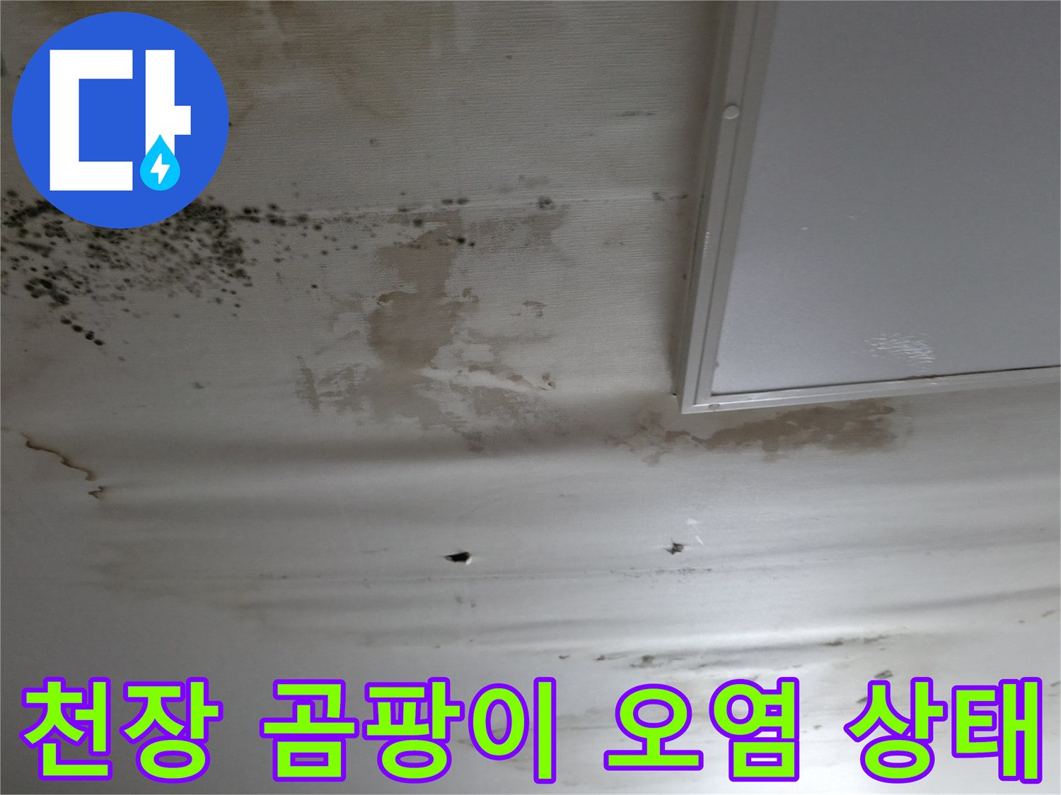 천장 구석의 광범위한 곰팡이 발생과 얼룩진 면
