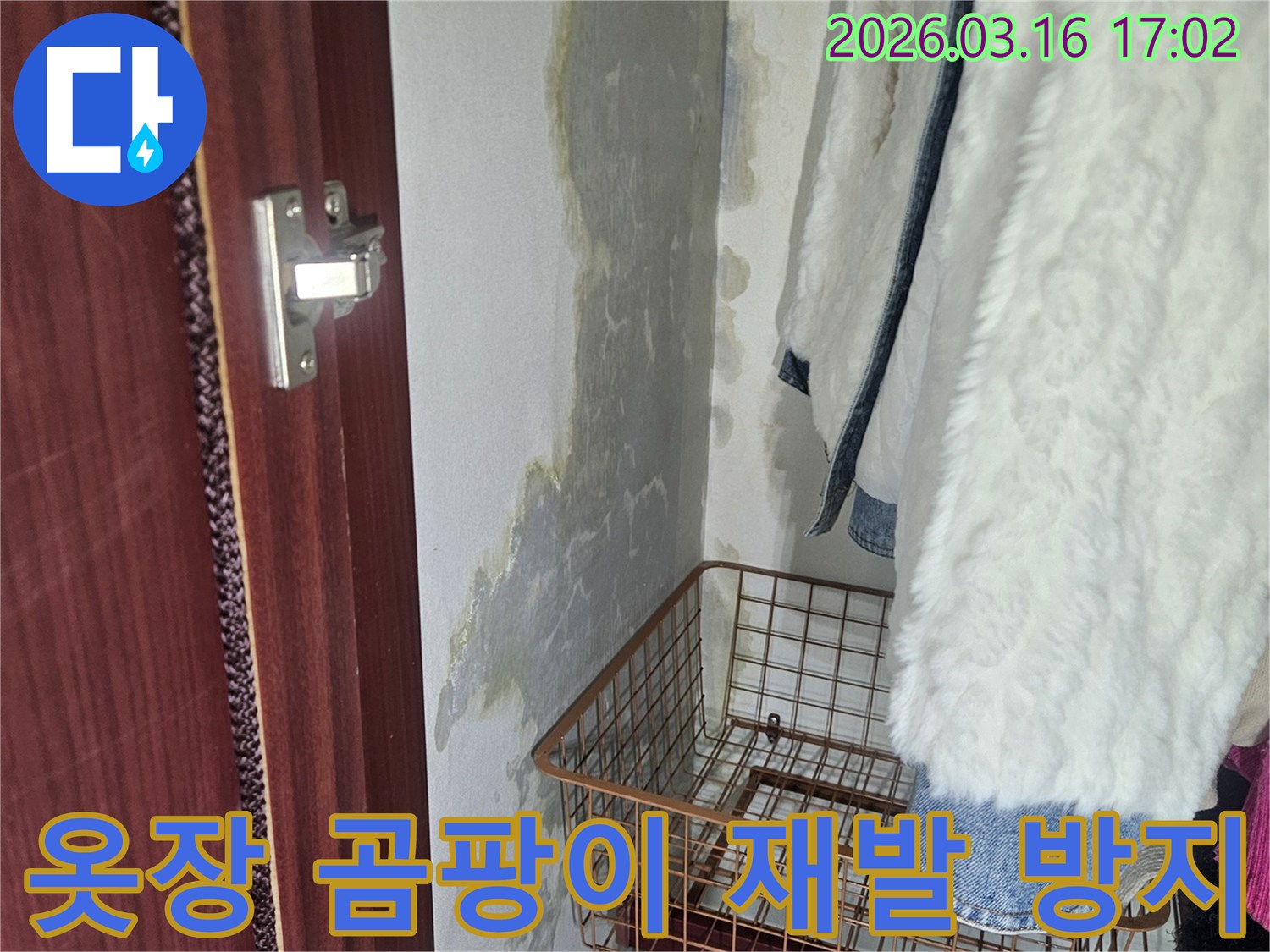옷장 내부- 벽면에 생긴- 곰팡이와- 물기로 인한- 심각한 손상 부위