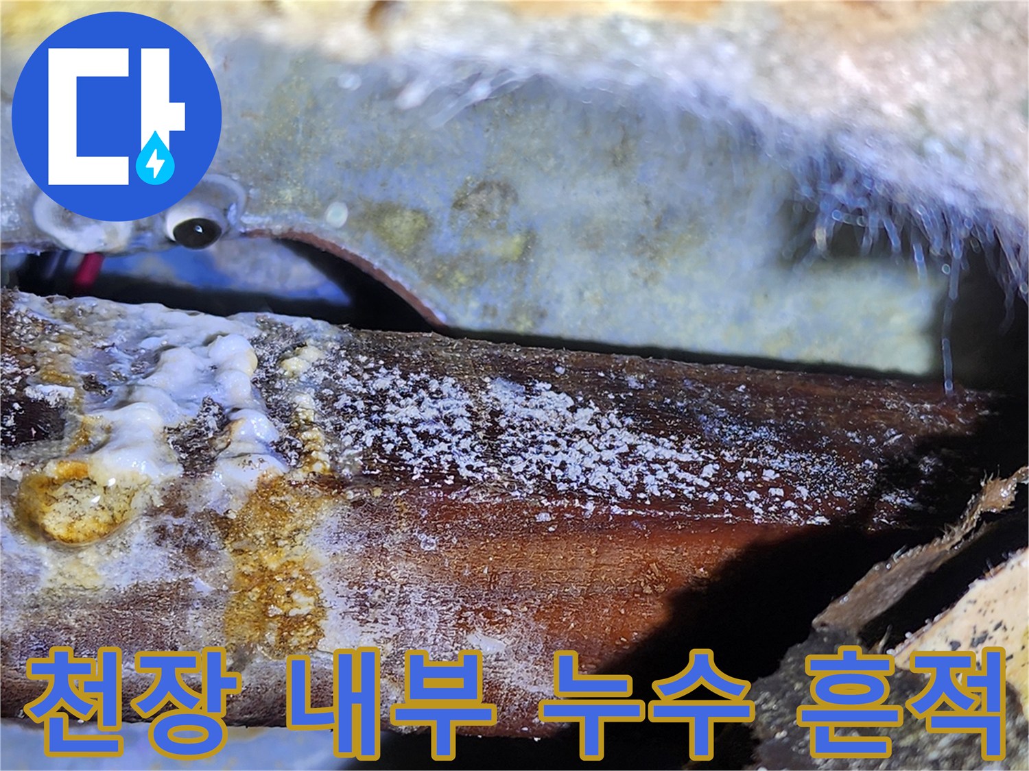 물샘으로 인한-천장 목재 부위의 하얀 곰팡이