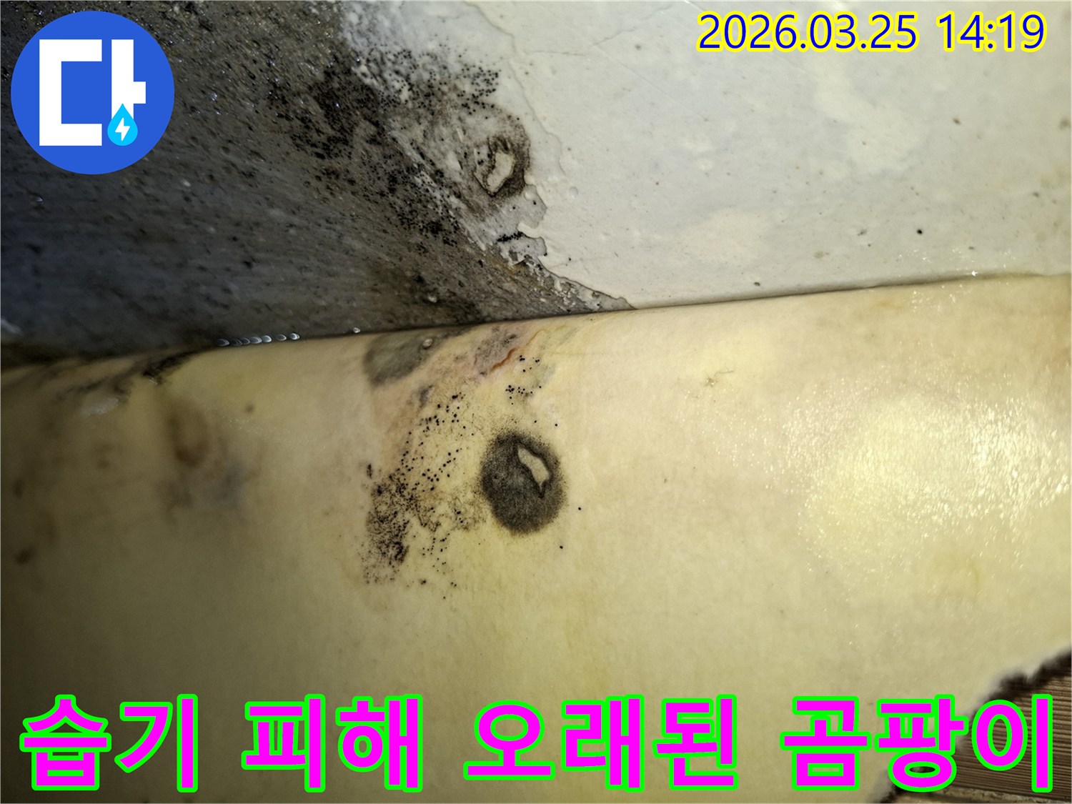 누수 문제로 인한-벽면의 심각한 곰팡이와 물자국-오염 상태를 보여줍니다.