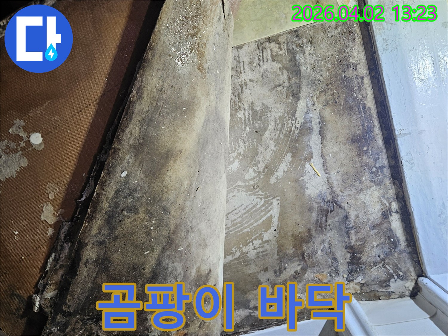 습기로 인해-부식되고 곰팡이 핀 바닥재를-조심스럽게 제거하고 있습니다
