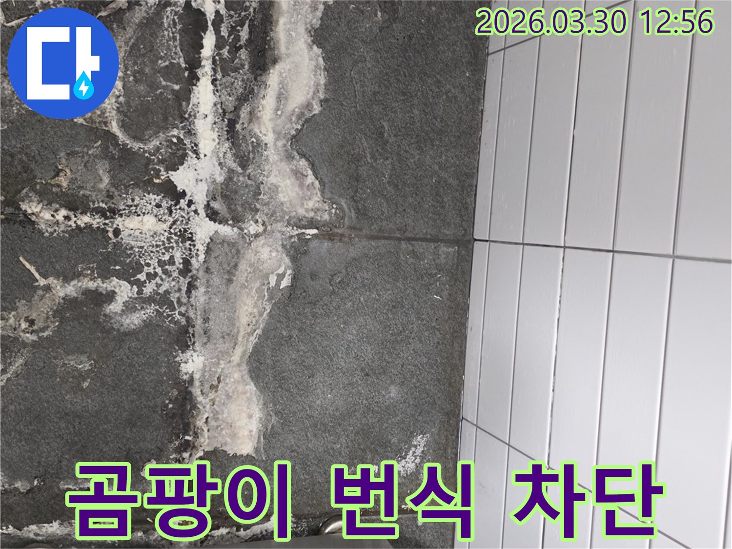 어두운 타일 바닥에-하얗고 검게 얼룩진 곰팡이가-넓게 번식하고 있는-누수 현장 이미지