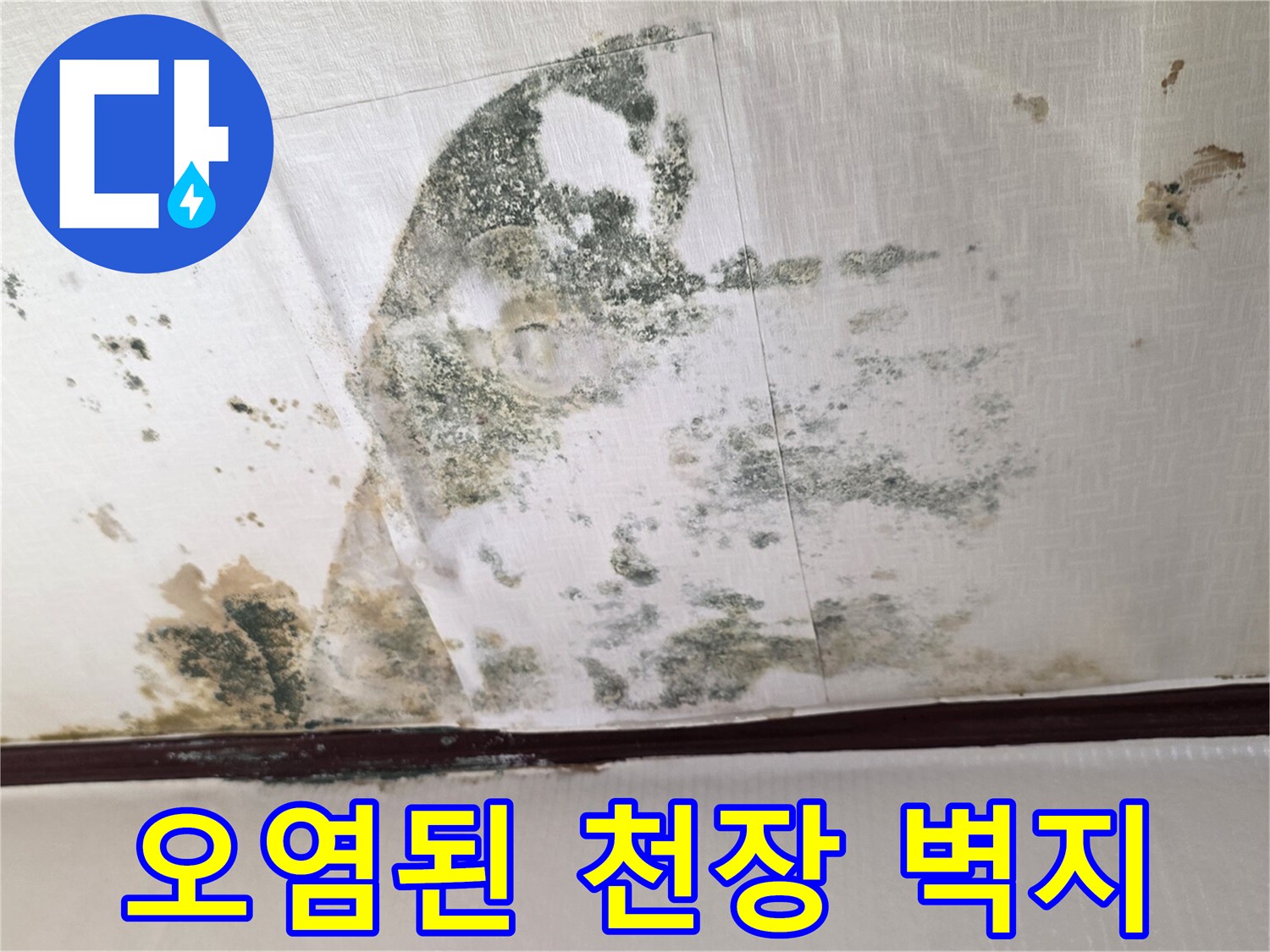 천장 누수 피해-넓게 퍼진 곰팡이와 물자국