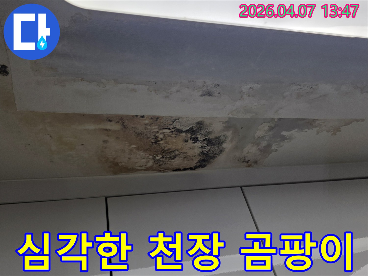 아파트-천장에-발생한-심각한-누수-피해와-그로-인한-광범위한-곰팡이-번식-현장