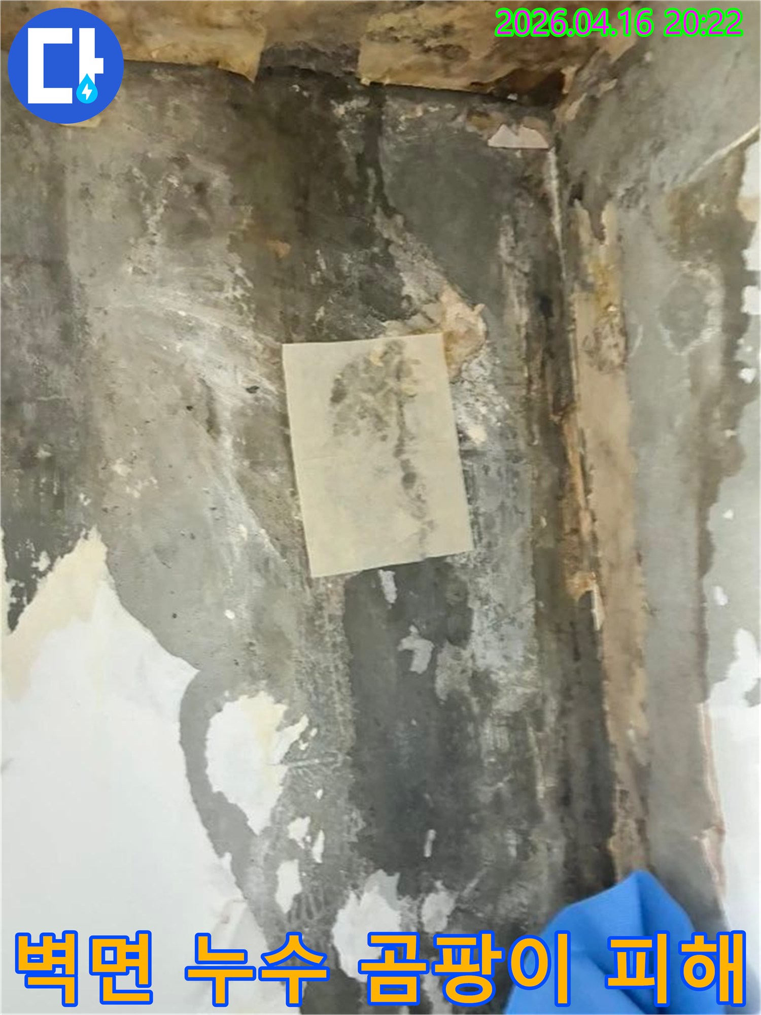 벽면에 나타난 광범위한 곰팡이와 물자국은-누수 문제의 심각성을 시각적으로 보여줍니다