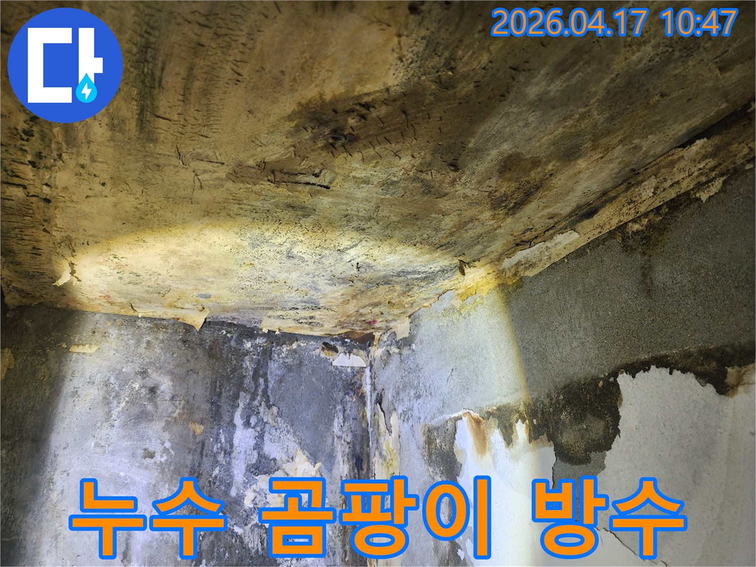 천장과 벽에 발생한-심각한 누수와 곰팡이로-벽지가 손상된 모습