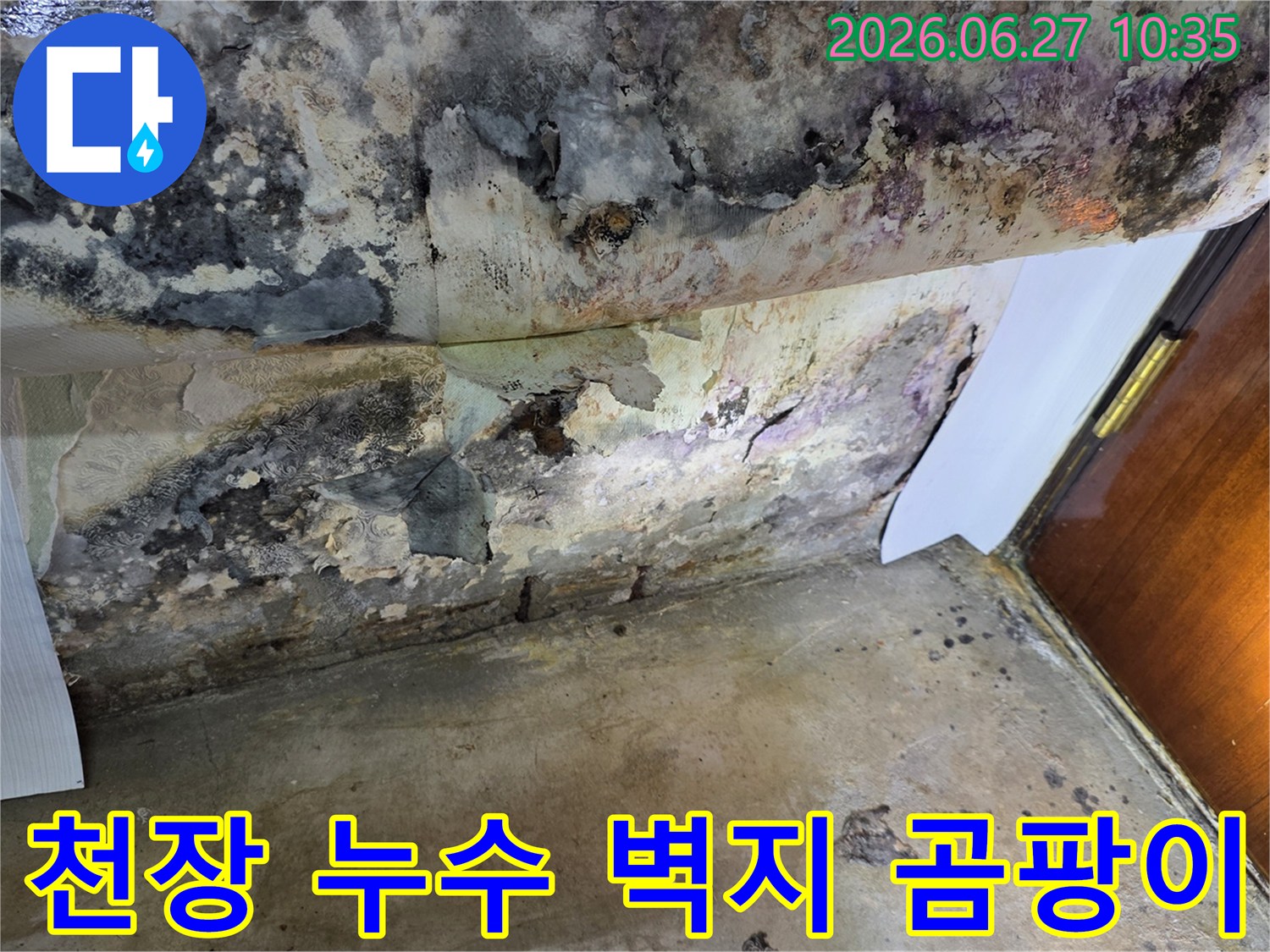 누수로 인해 천장 벽지가 심하게 벗겨지고-검은 곰팡이가 광범위하게 퍼져있는 모습입니다