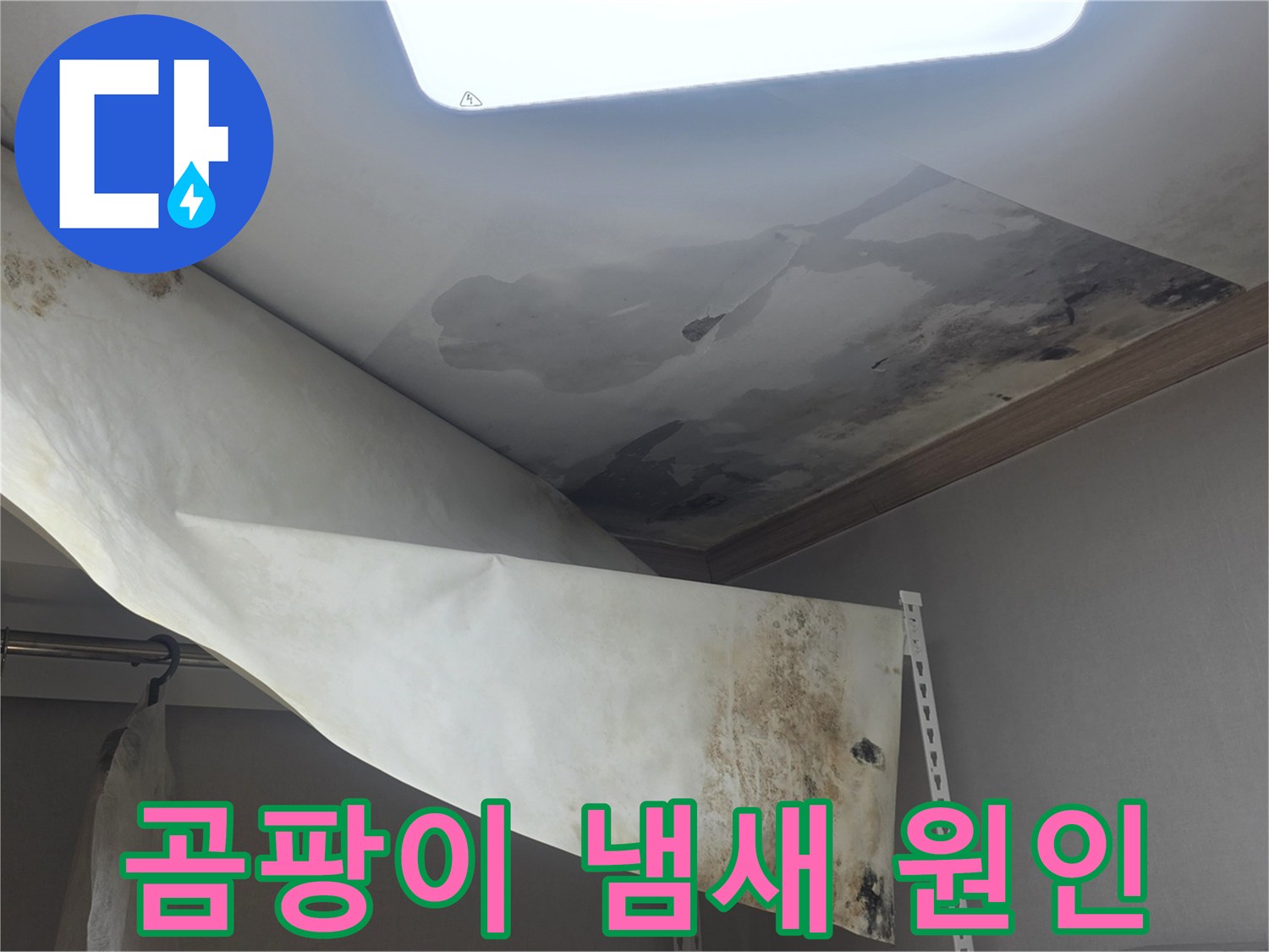 천장 벽지가 물에 젖어-곰팡이가 심하게 피어-곰팡이 냄새의 원인이 된-누수 현장입니다