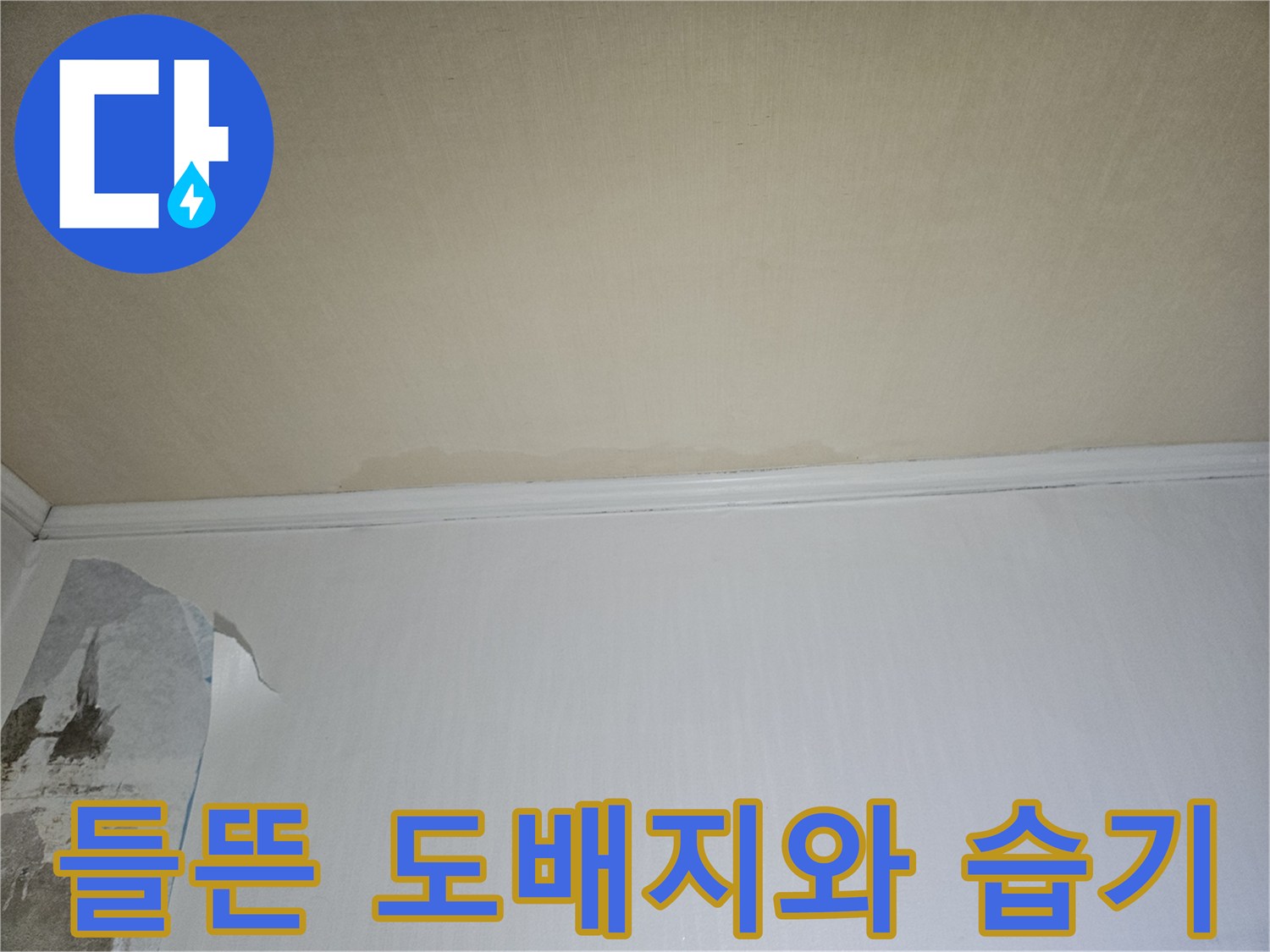 일산동구 아파트 벽면의 도배지가 물기로 인해 들뜨고 벗겨진 상태입니다.