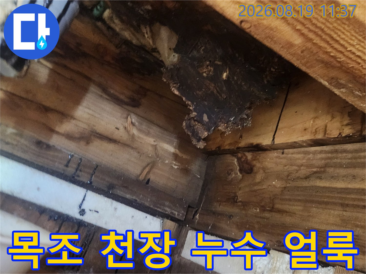 천장 목재 구조물의 짙은 수분 흔적과 오염된 부위