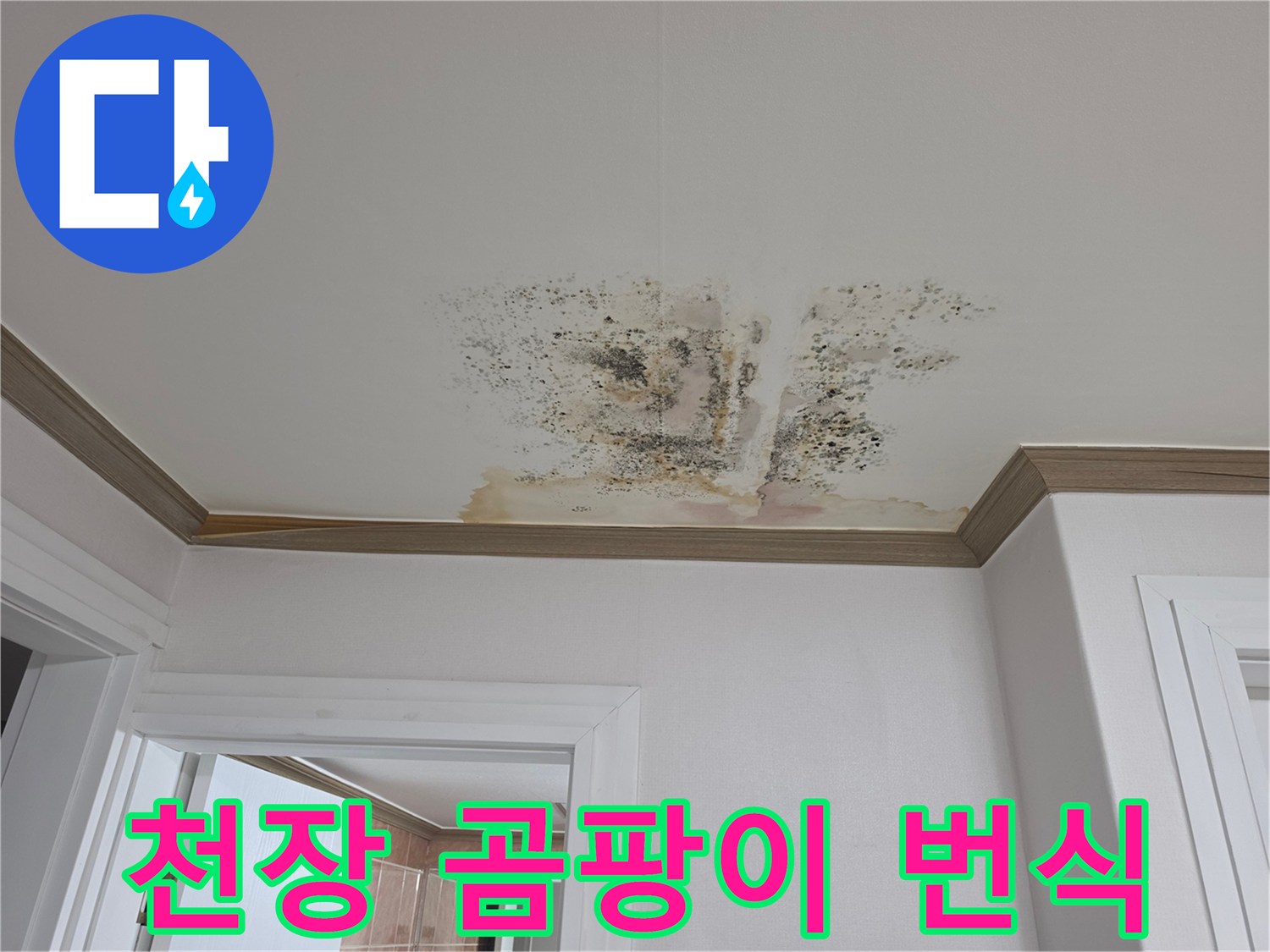 금산군-아파트-천장-곰팡이-및-습기-상태