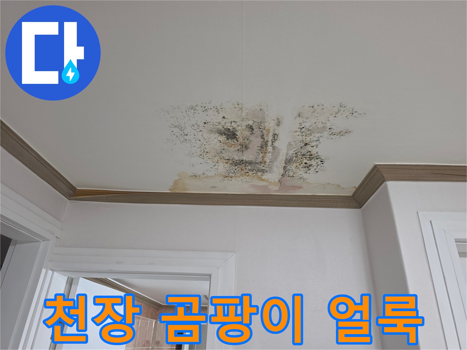 금산읍 아파트 천장에 발생한 넓은 범위의 곰팡이와 변색된 물자국