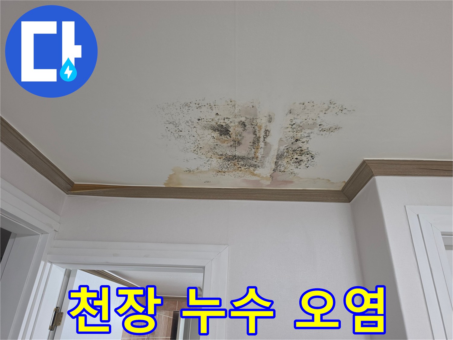 넓은 면적으로 번진 천장 벽지의 곰팡이와 변색 흔적