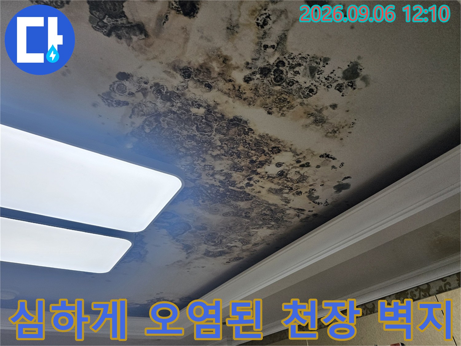 물샘 현상으로 인해 검게 변색되고 곰팡이가 피어오른 천장 내부