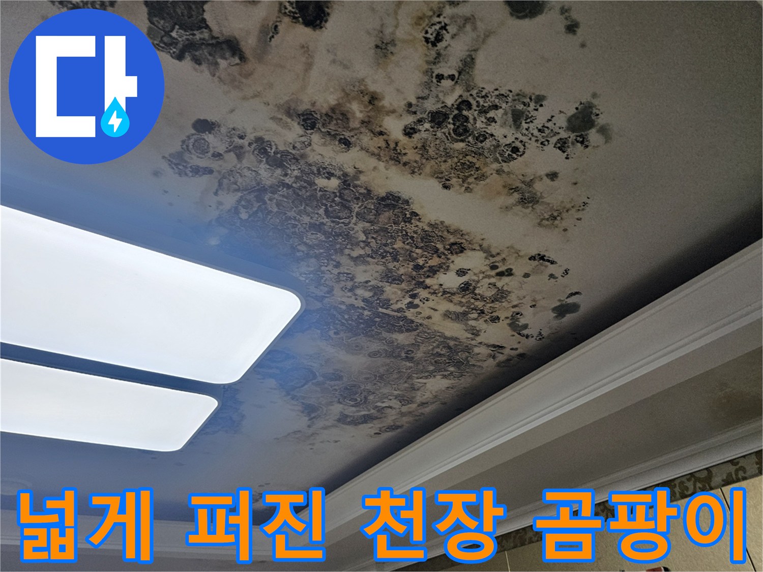 천장 마감재 전체에 퍼져 있는 곰팡이와 물샘 자국