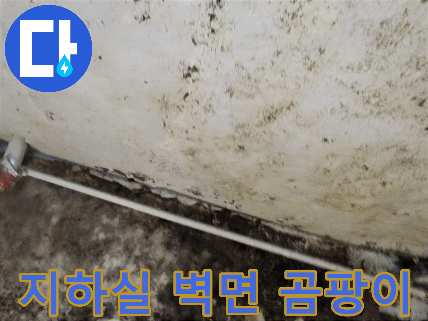 서초구 염곡동-지하실 벽면에 넓게 퍼진 곰팡이와 습기 상태