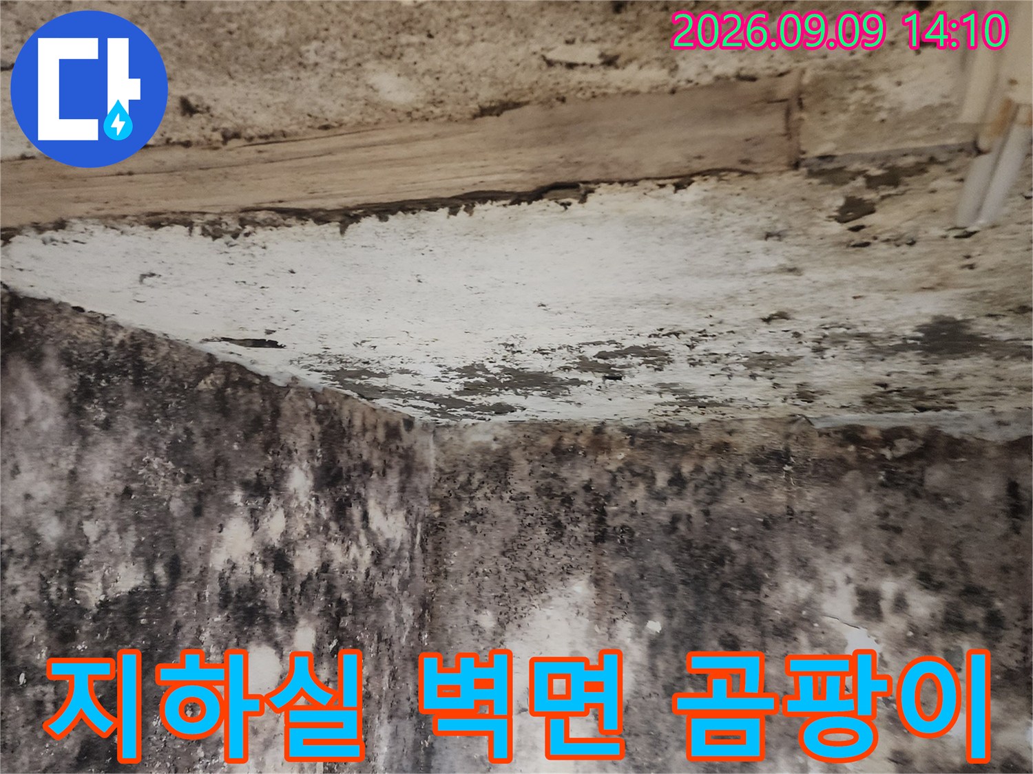 서초구 염곡동 지하실의 심한 곰팡이와 습기 흔적
