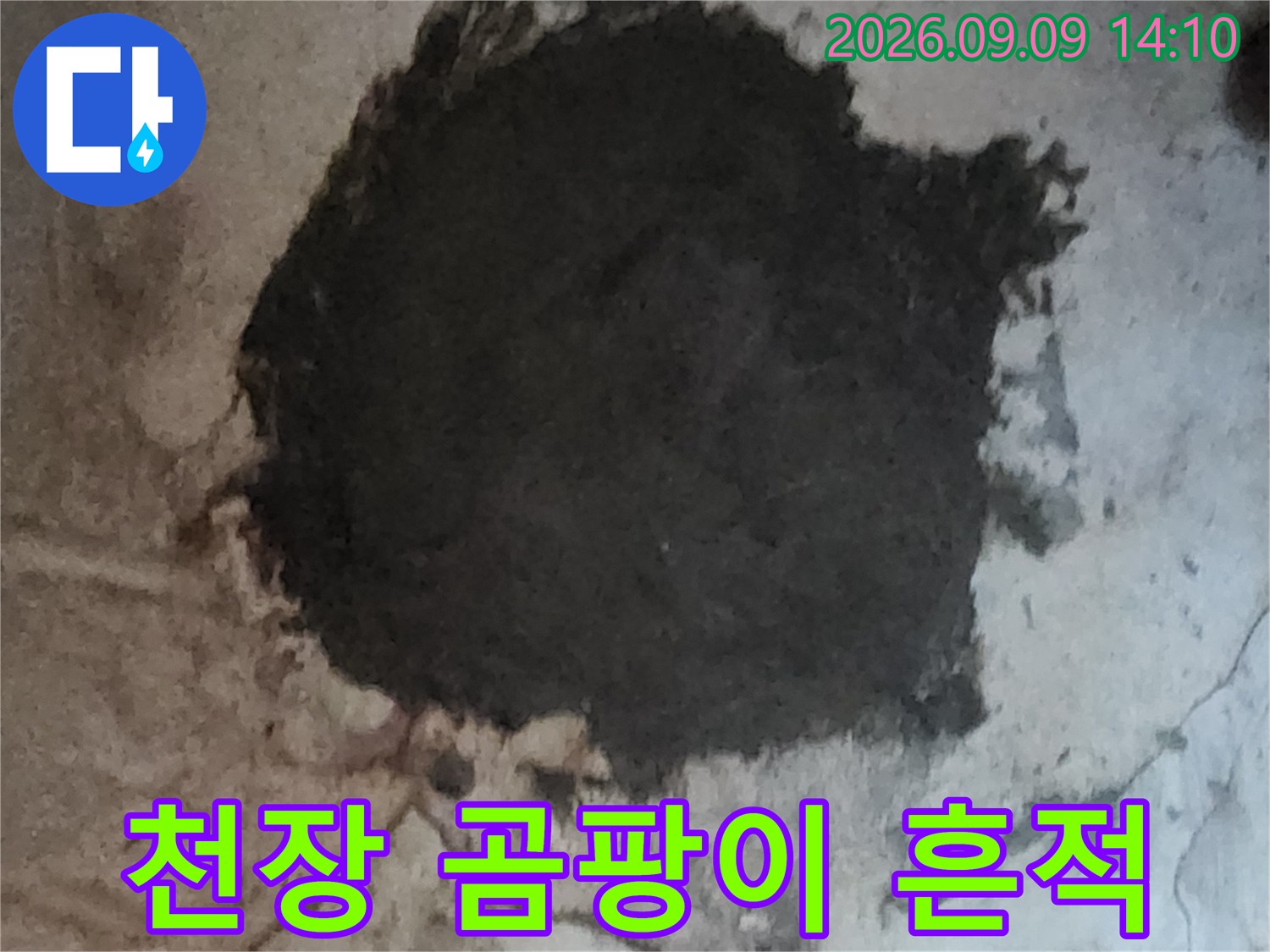 지하실 천장에 넓게 퍼진 검은색 곰팡이와 균열