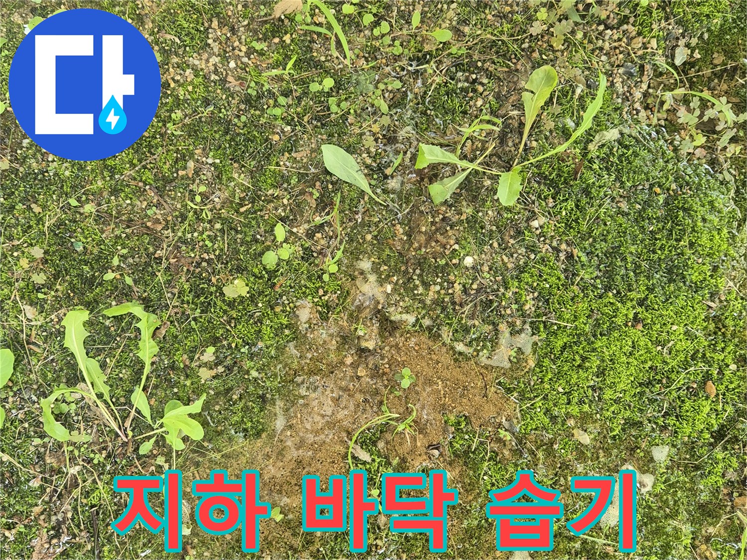 아파트 지하 바닥에 물이 스며들어 이끼와 풀이 자라난 모습입니다.
